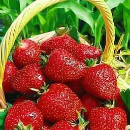 Саженец Agro-Market Клубника Монтерей (Monterey) (ремонтантный высокоурожайный сорт) 5 шт. в упаковке (37283)