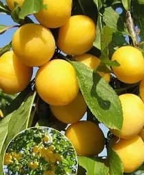 Саджанець Agro-Market Алича янтарно-жовта Принцеса Аврора (Princess aurora) (преміальний великоплідний сорт, ранній термін дозрівання) 1 шт. в упаковці (49939)