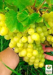 Саджанець Agro-Market Виноград Віра (ранній термін дозрівання, з ноткою абрикосового смаку) 1 шт. в пакуванні (48840) - мініатюра 2