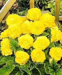 Клубень Agro-Market Бегония Махровая Желтая 1 шт. (19631)