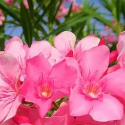 Саджанець Agro-Market Олеандр 3-х річний Greta (висота 60-80см) (181471)