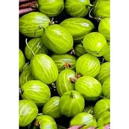 Саджанець Agro-Market Агрус Сніжана (пізній термін дозрівання) 1 шт. в упаковці (46146)