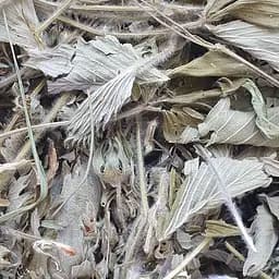 Земляника лесная лист сушеный - свежий урожай 100 г 