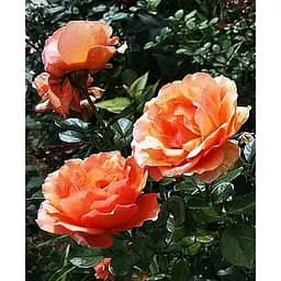 Саженец Agro-Market Роза чайно-гибридная Ashram (класс АА+) высший сорт (37151) 1 шт.