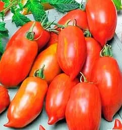 Насіння Весна на вагу Томат Супербанан ціна за 1 г (178264)