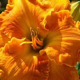 Лілійник "Cold Copper" (181048) 1 шт