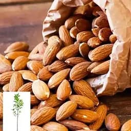 Мигдаль солодкий Agro-Market "Прибережний" укорінений у контейнері (саджанець 2 роки) (153132) 1 саджанець в упаковці