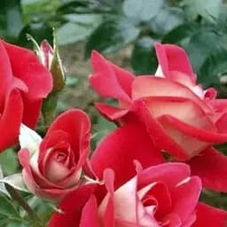 Троянда чайно-гібридна Agro-Market Roulette саджанець класу АА+ вищий сорт 1 шт. в упаковці (37202)