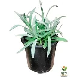 Саджанець Agro-Market Лаванда пестролиста Platinum Nico (контейнер № 10 висота 10-15 см) (50356) - мініатюра 2