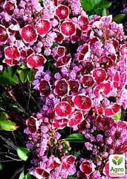 Саджанець Agro-Market Кальмія latifolia Keepsake (49075) - мініатюра 2