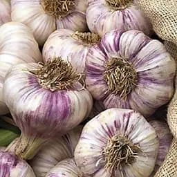 Часник посадковий озимий (головка) "Любаша" Україна 0,5кг (44306)