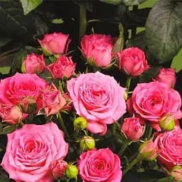 Роза мелкоцветковая (спрей) Agro-Market Пинк Рубикон саженец класса АА+ высший сорт 1 шт. в упаковке (99896)