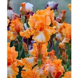 Ірис бородатий великоквітковий "Cajun Rhythm" (50813) 1 шт