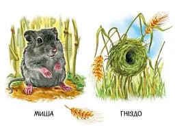 22 картинки. Хто живе у будиночку - - мініатюра 3