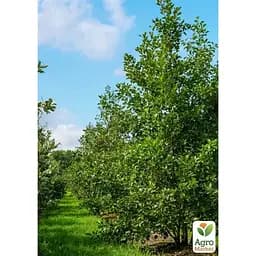 Ольха обыкновенная Agro-Market 80-100 см (188847) 1 саженец в упаковке