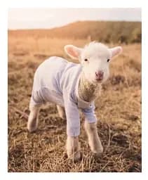 This Book Is Literally Just Pictures of Tiny Animals That Will Make You Smile - мініатюра 4