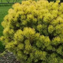 Сосна горная Agro-Market Ophir ком/сетка высота 80-90 см 188447 1 саженец в упаковке