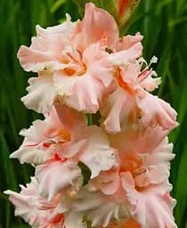 Луковица Agro-Market Гладиолус Crispy Frizzle 3 шт. (23758)