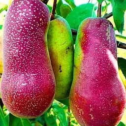 Саджанець Agro-Market Груша Вереснево Дево (осінній сорт, середній термін дозрівання) (46232) 1 шт. в упаковці