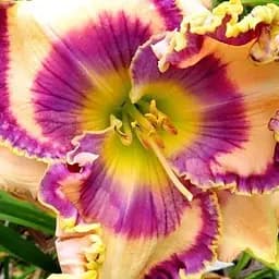 Лілійник "Limitless Wonder" (181040) 1 шт