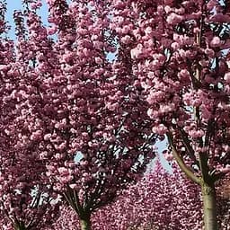 Сакура на штамбі "Роял Бургунді" (вік від 2-х років висота 130-160см) (188025) 1 саджанець