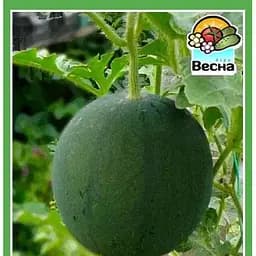 Насіння Весна Кавун Вогник 1.5 г (10040)