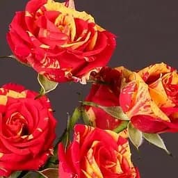 Троянда дрібноквіткова (спрей) Agro-Market Flash Fire саджанець класу АА+ вищий сорт 1 шт. в упаковці (37222)