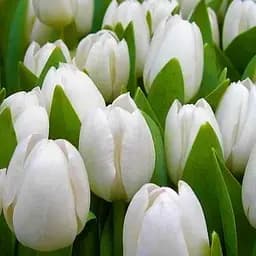 Саженец Agro-Market Тюльпан Royal Virgin 3 шт.