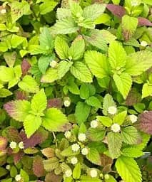 Саджанець Agro-Market Солодка трава ацтеків Lippia dulcus (підсолоджувач, лікарська рослина) 1 шт. в упаковці (72067)