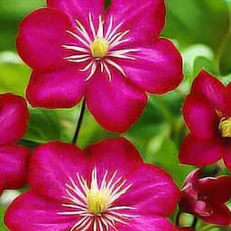 Саджанець Agro-Market Клематис Ville de Lyon (15861)