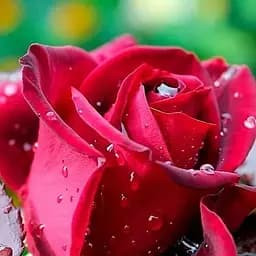 Роза чайно-гибридная Agro-Market Notturno 1 шт. в упаковке (37196)