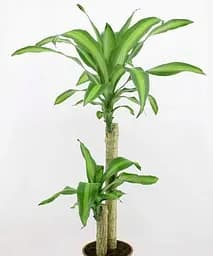 Саджанець Agro-Market Драцена Фрагранс Мassanzheana кімнатна 2-х ярусна висота 75-95 см вазон С5, 1 шт. в упаковці (181116)