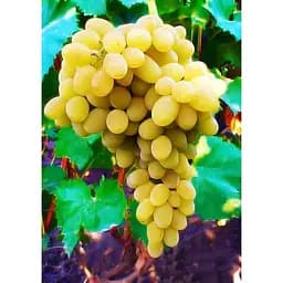 Саджанець Agro-Market Виноград Мускат Оттонель №1 (винний сорт, ранній термін дозрівання, має багатющий мускатний смак) 1 шт. в упаковці (44310)