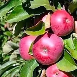 Саджанець Agro-Market Яблуня колоноподібна Райське укорінена в контейнері (саджанець 2 роки) (181975)