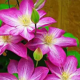 Саджанець Agro-Market Клематис Asao (15839)