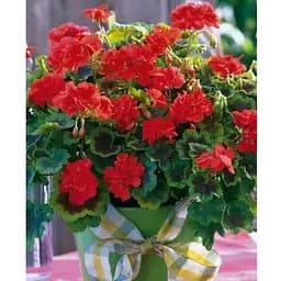 Пеларгонія строкатолиста "Dark Velvet" (185487) 1 саженец