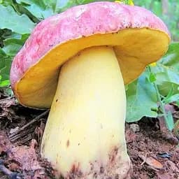 Сухий зерновий міцелій "Болет королівський" 100г (45551)