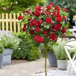 Троянда штамбова Agro-Market Гра почуттів Play of feelings яскраво-червона саджанець класу АА+ преміальний пишноцветущій сорт 1 шт. в упаковці (48215)