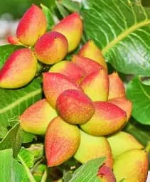 Саджанець Agro-Market Фісташка 2-річна Альбіна (високоурожайна, морозостійка, невибаглива) 1 шт. в упаковці (179089)