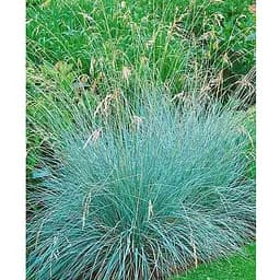 Ерагростіс "Blue Eros" вазон С1.5 (178087) 1 саджанець