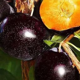 Саджанець Agro-Market Алича Блек Голд (літній сорт, середній термін дозрівання) (40001) 1 шт. в упаковці