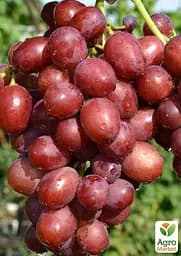 Саджанець Agro-Market Виноград Строкатий (надранній, крупноягідний мускат) 1 шт. в пакуванні (63664) - мініатюра 2