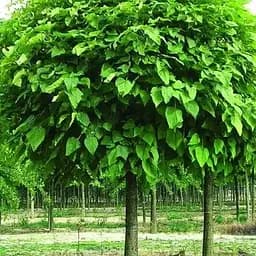 Катальпа бігнонієподібна на штамбі Nana висота 120 см (189071) 1 саджанець в упаковці