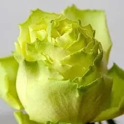 Роза чайно-гибридная Agro-Market Super Green саженец класса АА+ высший сорт 1 шт. в упаковке (37201)