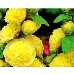 Мальва махровая Желтая Весна 0.2г (16321)