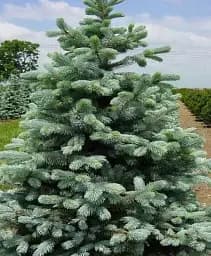 Саджанець Agro-Market Ялина сиза Kaibab (від 100 до 125 см) 1 шт. в упаковці (182971)