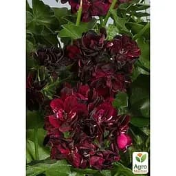 Саджанець Agro-Market Пеларгонія ампельна Primo Burgundy (контейнер № 10 висота 10-20 см) (52162) 1 шт. в упаковці - мініатюра 2