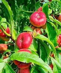 Саджанець Agro-Market Нектарин інжирний колоноподібний Oriola 1 шт. в упаковці (168116)