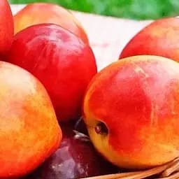 Саджанець Agro-Market Нектарин Хард Блейз (лисий персик, літній сорт, середній термін дозрівання) (39914) 1 шт. в упаковці