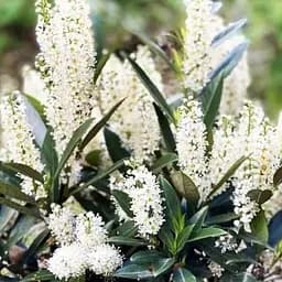 Лавровишня Gruner Teppich (вічнозелений низькорослий чагарник) (187658) 1 саджанець в упаковці